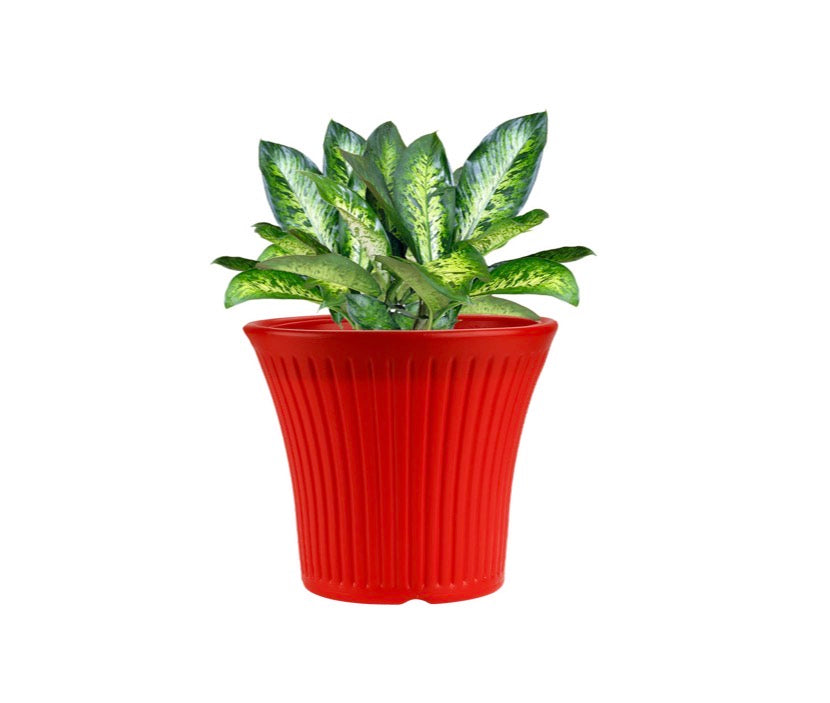 Tancy Round Pot
